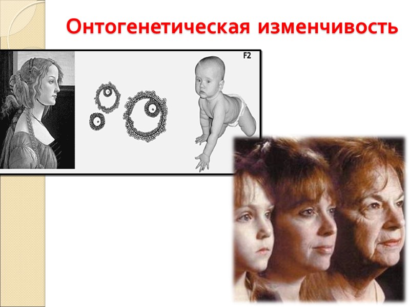 Онтогенетическая изменчивость